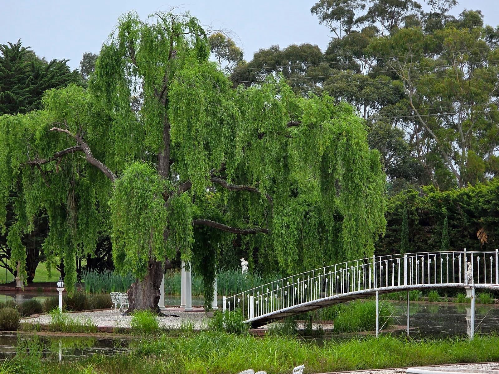 Weeping willow and white arched bridge over the lake at Reisinger Hall